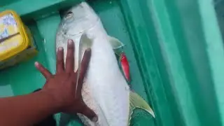 UL jigging  Artemis rod vs 3kls trevally