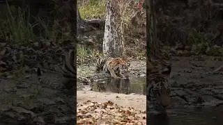 Wild and Incredible India | Incredible India Wildlife Tour | Indian Wildlife |Wonder Vision Holidays
