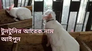টুনটুনির আরেক নাম আইপুন। Another name for Toon Tuni is Ipoon. 