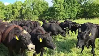 I Thought I Failed, but Crabgrass Saved Me. + No-till, Cow Trampled Corn/Soybean FoodPlot. 