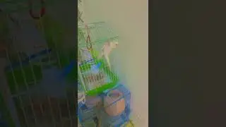 Mochi hangs on one leg #funnybudgies #budgies #birds #budgies #budgies #pets