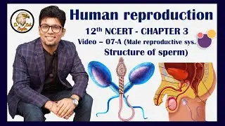 Human Reproduction V07-A | Male Reproductive System | NCERT 12th Biology NEET मानव प्रजनन Dr Eagles