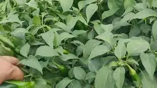 Chilli pepper field AgroRanch.