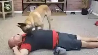 Prank on German Shepherd dog                        death prank