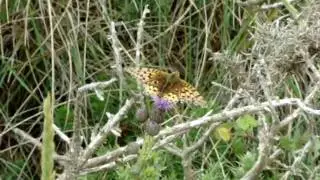 Dark Green Fritillary