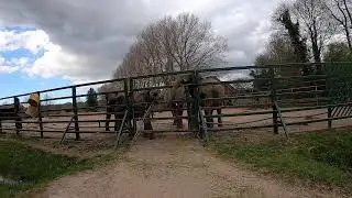 Live from Howletts Elephant Enclosure