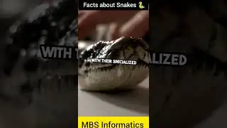 Mind blowing facts about Snakes 🐍| Snakes #trending #facts #information #animals