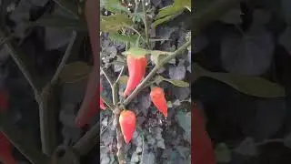 Ягодный острый перец Peruviano Arancio, Перувианский Оранжевый, превосходный баккатум