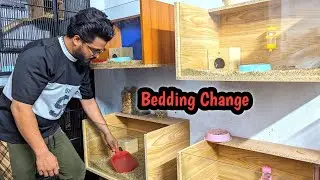 Change my Rodents animals bedding #hamsters #hedgehog #bedding #animals #pets