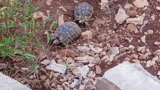 Turtles mating  - It ends with a disaster for the male