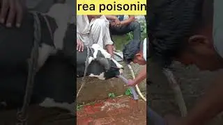 urea poisoning l dr umar khan