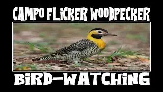 Campo Flicker Woodpecker Feldspecht - Aves del Paraguay - Ornithology Bird Watching
