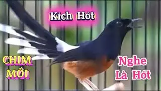 Chòe lửa hót|chòe lửa luyện giọng, kích bổi hót đấu căng lửa Chòe lửa hót sáng 