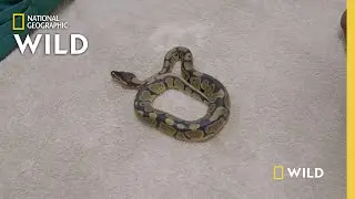 Ball Python Gender Reveal  | Critter Fixers: Country Vets