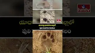 యాదాద్రి భువనగిరి జిల్లాలో పులి సంచారం కలకలం | Tiger Hulchul In Yadadri Bhuvanagiri Dist | hmtv