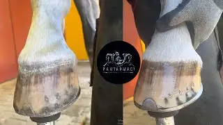 4K FARRIER ASMR HOOF RESTORATION + ZOOM 🧐 /ASMR AT NALLAMA🤯  #farrier #satisfying