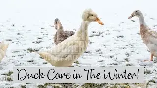 Tips For Duck Care in the Winter!