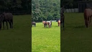 HORSES 2020