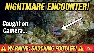 I didn't expect to find THIS! 🤿 Night Dive Encounters