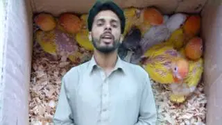 Lovebirds Ki Basic information | Lovebirds Cage, Box and Breeding Life
