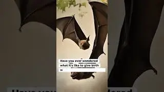 The Miracle of Bat Birth