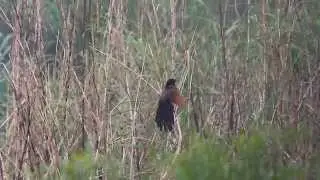 Lesser Coucal