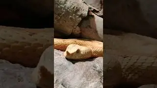 Reptilien Zoo Terrarium Hornviper Hornotter Otter Vipera ammodytes Schlange
