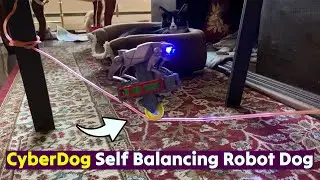 Cyberdog Wheelbarrow Gyroscopic Balancing Robot Dog 🟡 #science #physics