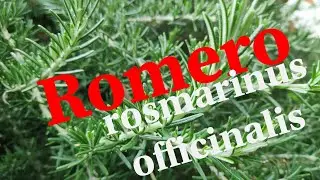CUIDADOS DEL ROMERO. Rosmarinus officinalis. CONSEJOS PARA CULTIVAR ESTA PLANTA AROMÁTICA.