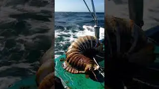 STRANGE creature caught by fishermen🤯🌊