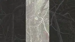Velika sinica/Parus major