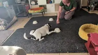 Kaz Odor Dog Training Danish-Swedish Farmdog