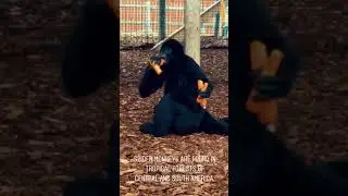 Black-handed Spider Monkey