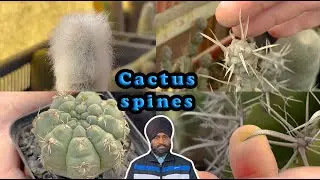 Not All Cactus Spines Are Same 🌵 | Types of Cactus Spines