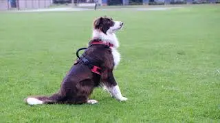 [4k Video] Dog Standing || Free Stock Videos