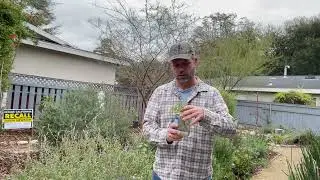 Free Tomatoes