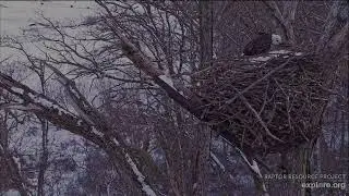 Decorah North Eagles 1-19-26 Mr  North to nest followed by  SA