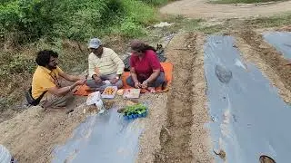 801-49 Large Scale Banana Contract Farming, Plantation  phase, Muhoorat & Puja, O2 Park MyAdda |AI2 