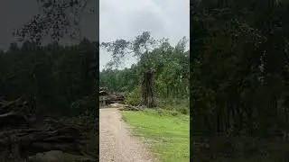 Tree broken by storm last night! 14th April, 2022