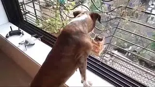 Janata Curfew LIVE 5 Pm Amazing Claps || My 🐶 dog also Supporting by barking
