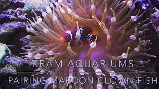 Pairing maroon clownfish
