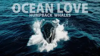The Story of a Humpback Whale Family (4K Aerial Wildlife)