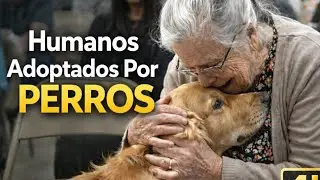 Cuando los perros eligen a sus humanos Momentos de adopción