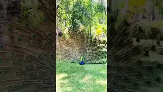 #birdsinnature😍