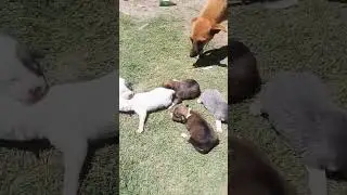 Mmmh Caucasian shepherd puppies