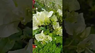 Let's go to the world of plants and flowers /Flowers Heaven#beautifulflowers#colourfulflowers✨🥰