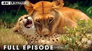 The Most Dangerous Lions of the African Savannah | FULL EPISODE | Wildlife Documentary