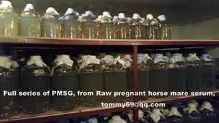 PMSG pregnant mare serum gonadotropin facilities GMP certified mare horse serum plasma donor serum