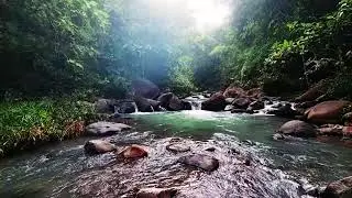 Soothing River Flow and Birdsong ASMR: Nature&rsquo;s Therapy for Deep Sleep Mindfulness & Studying