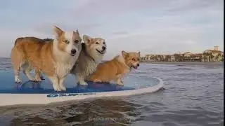Surfing Adventure Corgis - Corgi lover Channel